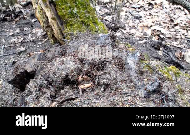 Ants build an anthill Stock Video Footage - Alamy