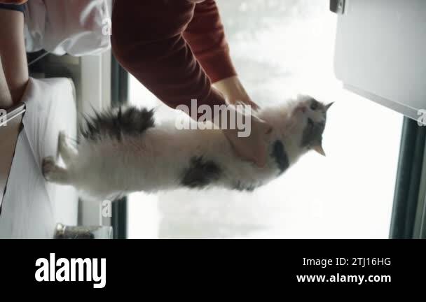 Man rides with a domestic white cat on a train and holds him by the ...