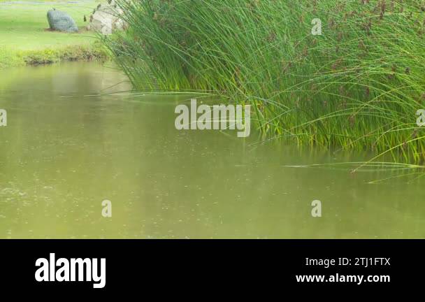 Rain falling on reeds river Stock Videos & Footage - HD and 4K Video ...