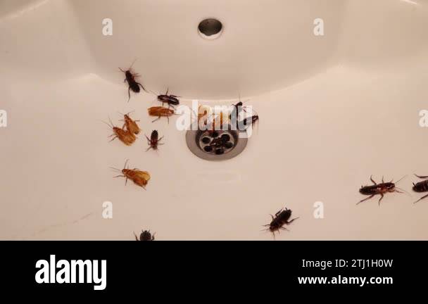 Cockroaches in the bathroom on the sink. The problem with insects ...