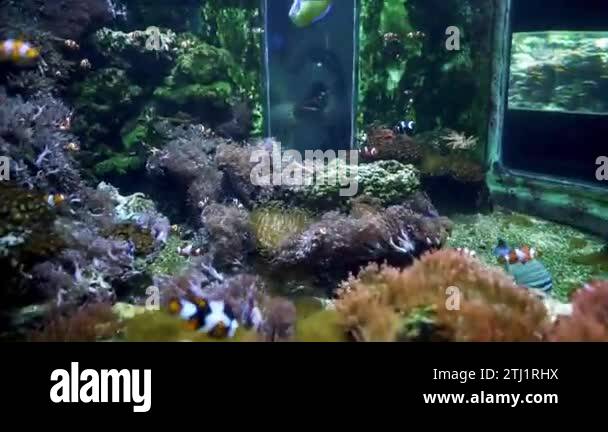 Aquarium in Budapest, Hungary. Tropicarium-Oceanarium Budapest. Rich ...
