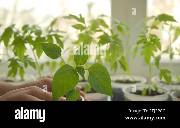 Plant sprout in pot Stock Videos & Footage - HD and 4K Video Clips - Alamy
