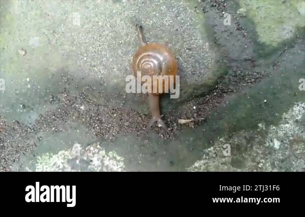 Endemic snail Stock Videos & Footage - HD and 4K Video Clips - Alamy