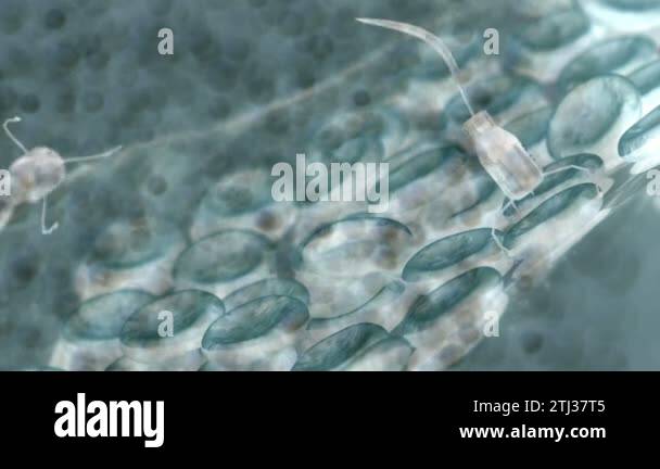 Artist concept rendering, microscopic image, medical nano robotic ...