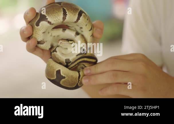 Ball of snakes Stock Videos & Footage - HD and 4K Video Clips - Alamy