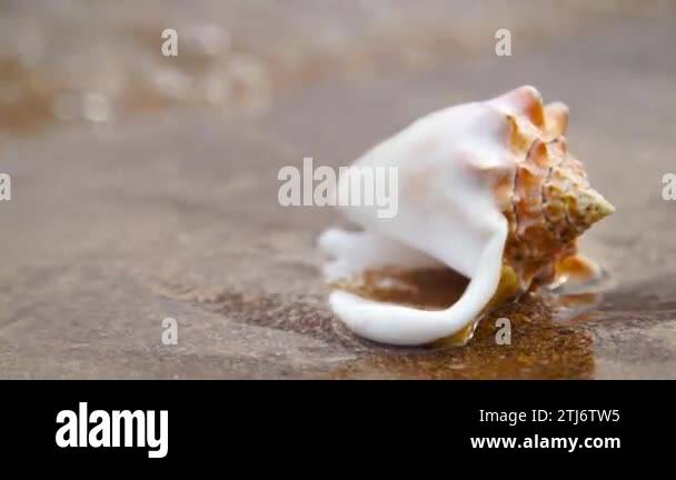 Seashell in sand waves Stock Videos & Footage - HD and 4K Video Clips ...