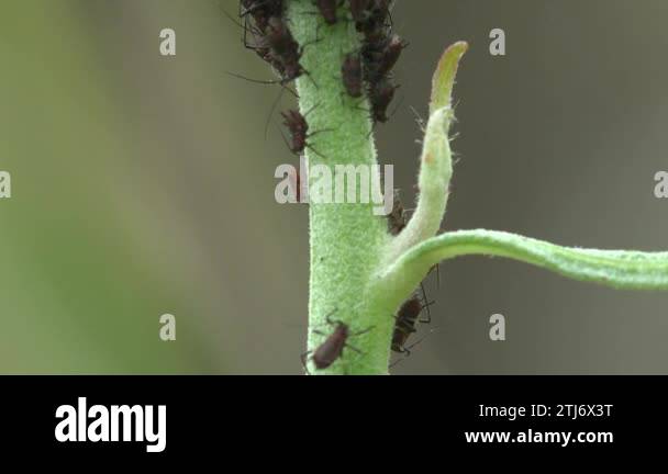 Aphids creeping along the green grass trunk. Colony Aphis are among ...