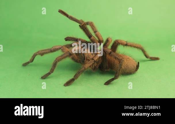 Angry Tarantula. Tarantula is in a threatening position, and when it