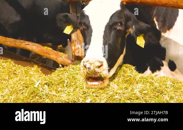 Cow cattle rearing Stock Videos & Footage - HD and 4K Video Clips - Alamy