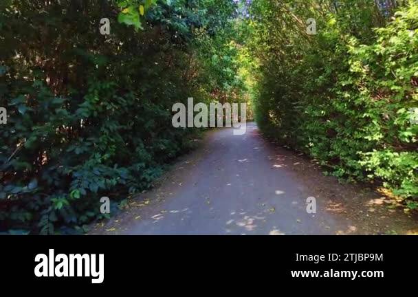 Moving Open Path Camera moving on forest path Stock Videos & Footage - HD and 4K Video ...