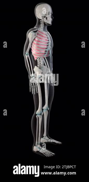 This 3d animation shows the external intercostal muscles on whole man ...