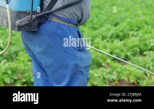 Potato Insecticides A farmer applying insecticides to his potato crop. The use of chemicals ...