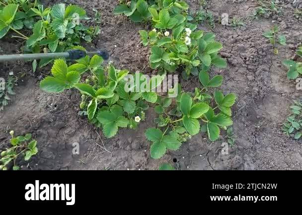 Strawberry pests Stock Videos & Footage - HD and 4K Video Clips - Alamy