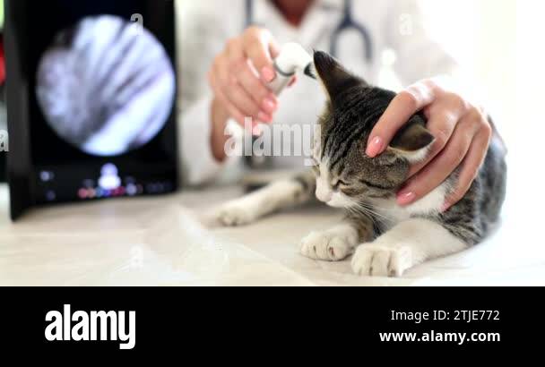 Veterinarian checks ears of breed cat using an otoscope in veterinary ...