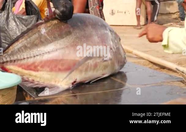 Raw tilapia fish ready Stock Videos & Footage - HD and 4K Video Clips ...