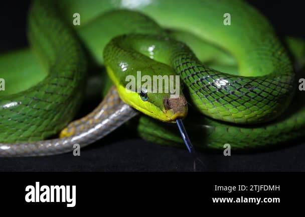 Gonyosoma oxycephalum the arboreal ratsnake the red-tailed green ...
