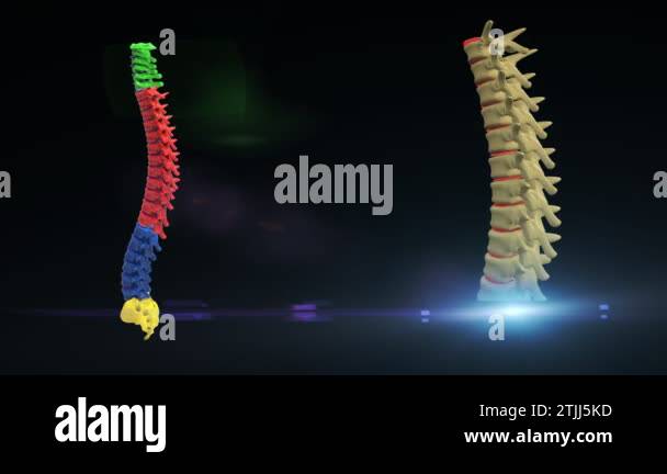 Thoracic Spine anatomy 3d illustration Stock Video Footage - Alamy