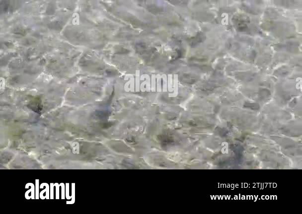 Sun glare on the surface of crystal clear sea water, video. Small ...
