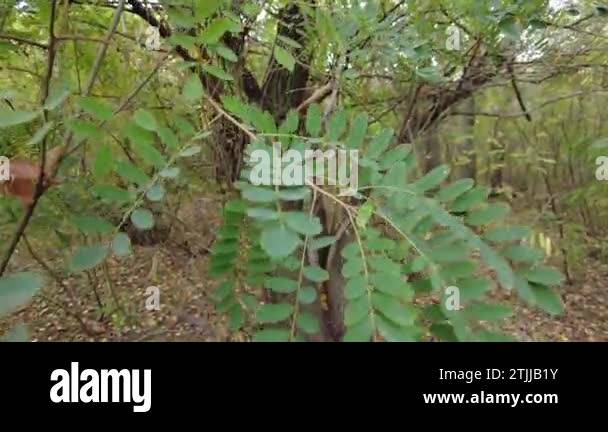 Tree and tree roots Stock Videos & Footage - HD and 4K Video Clips - Alamy