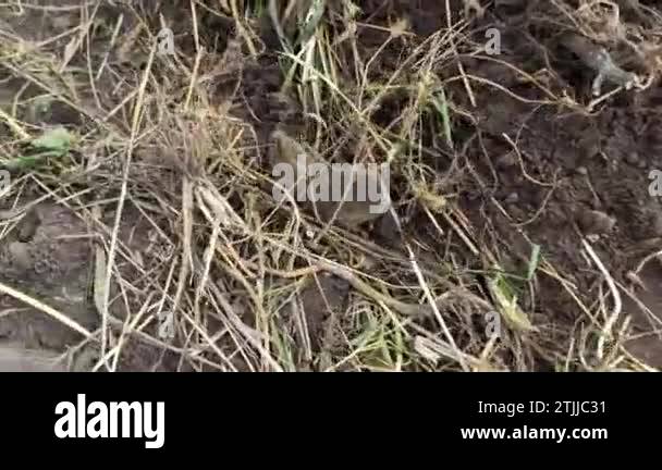European field mouse Stock Videos & Footage Biology Diagrams