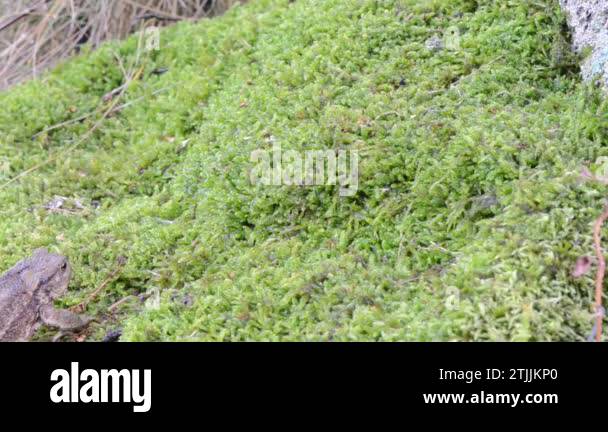 Amphibia in their environment Stock Videos & Footage - HD and 4K Video ...