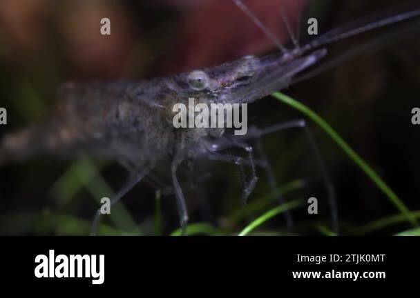 Transparent glass ghost shrimp in the hobby fish tank. Cleaner shrimp in  macro close up photography with very shallow depth of field. Algae-eating Palaemonetes  paludosus shrimp Stock Video Footage - Alamy