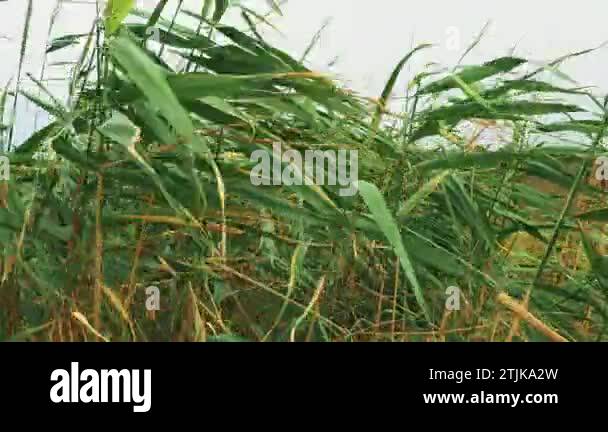 Common Reed Genus Common reed, or southern reed, Phragmites australis, a tall perennial ...