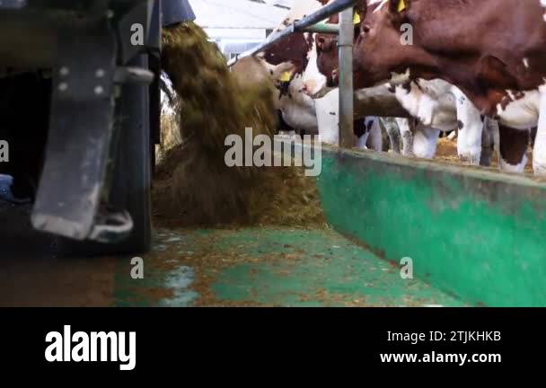 Tractor spreading silage to feeding herd of cows at milk factory