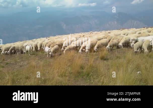 Big flock of sheep and goats grazing on the top of Monte Baldo, Italy ...