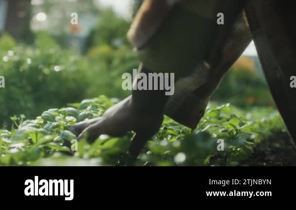 Black man pulling weeds Stock Videos & Footage - HD and 4K Video Clips ...