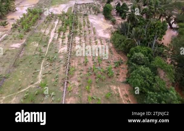 Flood Infected Tree Flood tree damage Stock Videos & Footage - HD and 4K Video Clips - Alamy