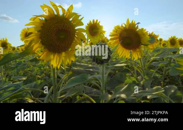 Sunflower fields and meadows. A video of an advertisement for sunflower ...