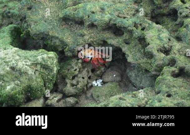 Search Under Rocks Close-up of red rock crab peeking out from under rock on Galapagos ...