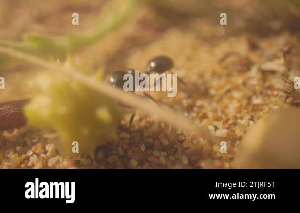 Ground Nesting Insects Ground nesting insects Stock Videos & Footage - HD and 4K Video Clips ...
