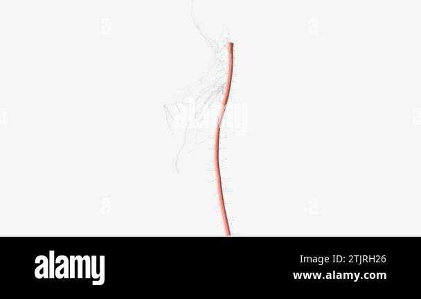 Anatomy of spinal cord Stock Videos & Footage - HD and 4K Video Clips ...