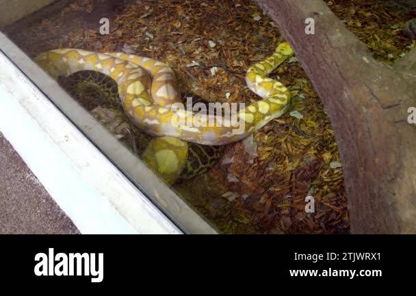 Constrictor snakes Stock Videos & Footage - HD and 4K Video Clips - Alamy