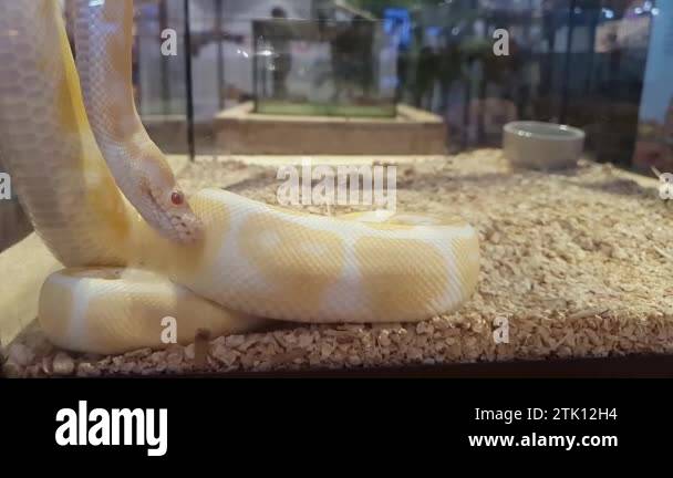 Footage of An Albino Ball Python snake in slow moving motion, yellow ...