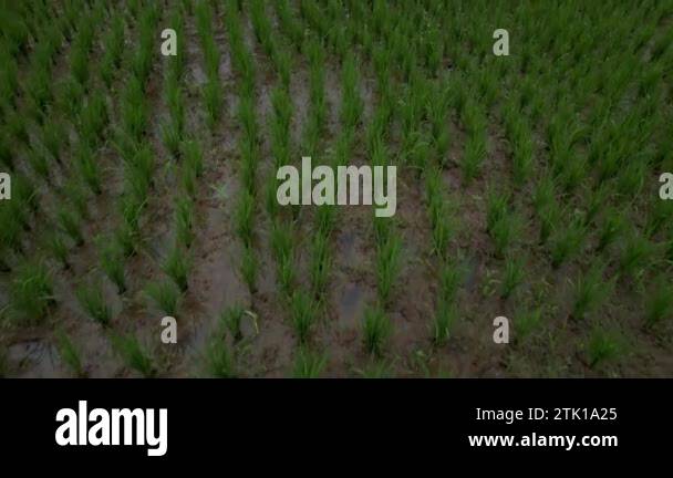 Stacked paddy Stock Videos & Footage - HD and 4K Video Clips - Alamy