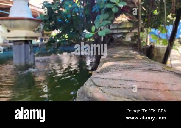 a beautiful ornamental fish pond in the yard, overgrown with aesthetic ...