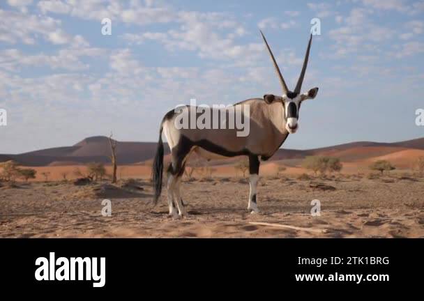 Gemsbok sossusvlei namib desert Stock Videos & Footage - HD and 4K ...