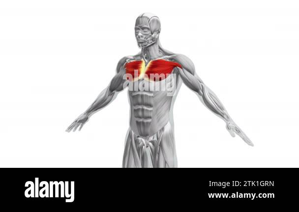 Anatomy of the Chest Pectoralis Major and Minor Muscles Stock Video ...