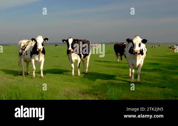 Dutch Black and White cows in the meadow, cows in a green grass field ...