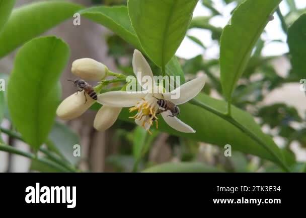 Pollinating Brushes Pollinating with brush Stock Videos & Footage - HD and 4K Video Clips ...
