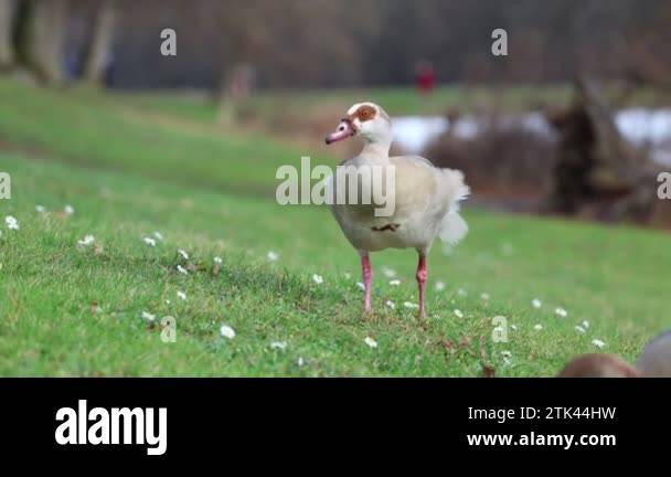 Quacking bird Stock Videos & Footage - HD and 4K Video Clips - Alamy