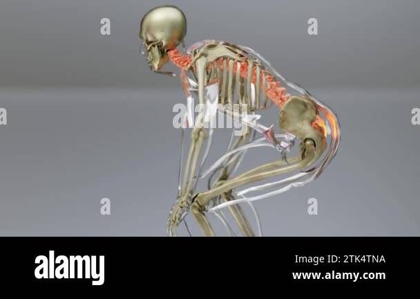 Vertebrae spinal cord anatomy Stock Videos & Footage - HD and 4K Video ...
