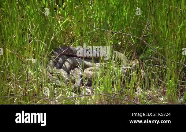 The dice snake (Natrix tessellata), Water Snakes mate on the shore in ...