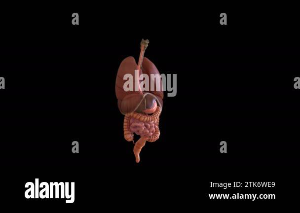 3d medical animation showing human Stock Videos & Footage - HD and 4K ...