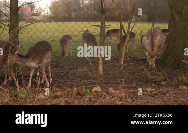 Ten point rack Stock Videos & Footage - HD and 4K Video Clips - Alamy