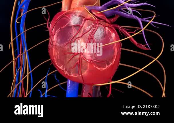 Heart organ blood circulation Stock Videos & Footage - HD and 4K Video ...