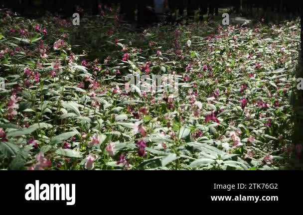 Plants of the himalayas Stock Videos & Footage - HD and 4K Video Clips ...